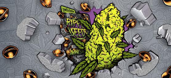 Zamnesia x Ripper Seeds: Amnesia Punch (begränsad upplaga)