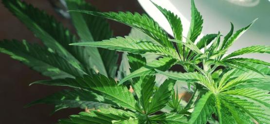 Behöver cannabisplantor sidobelysning?