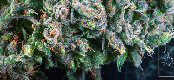 Vad är delta-8 THC (∆⁸-THC)?
