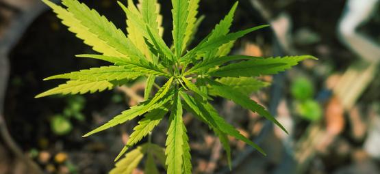 Konstiga och fascinerande cannabismutationer