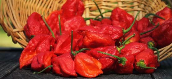 Tips för att odla starkare chiliplantor