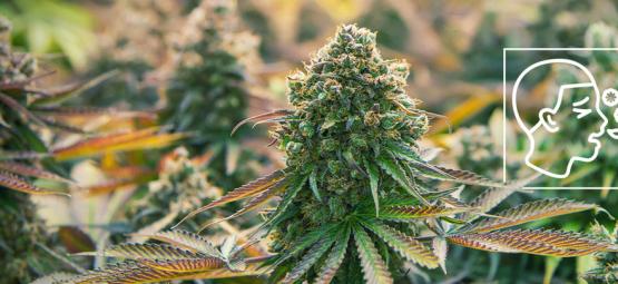 Vad är cannabisallergi?