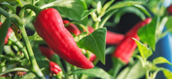 Så odlar du chili inomhus