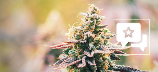 Lava Cake: Recension och information om cannabissorten