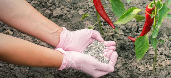 Så gödslar du chiliplantor