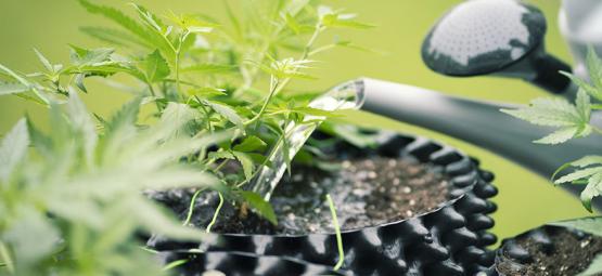 Så använder du omvänd osmosvatten för att odla cannabis