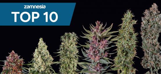 10 populäraste cannabissorterna hos Zamnesia