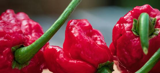Carolina Reaper: Så odlar du och använder den