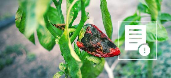 Så blir du av med skadedjur på chilipepparplantor