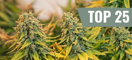 Topp 25 klassiska cannabissorter