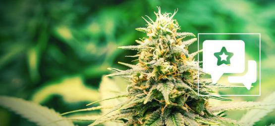Frosted Guava: Recension och information om cannabissorten