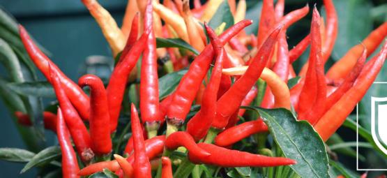 Så avhärdar du chilipepparplantor