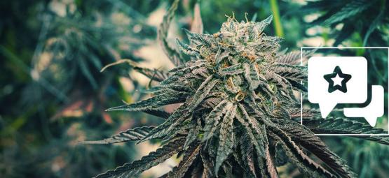Pink Rozay: Recension och information om cannabissorten