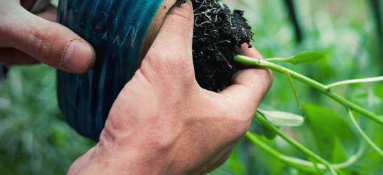 Så planterar du om chiliplantor