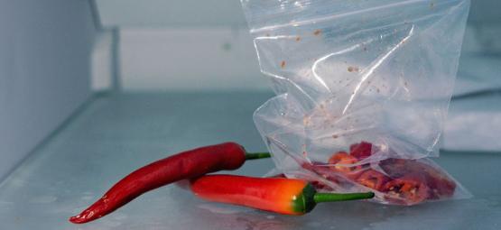 Kan man frysa in chilipeppar?