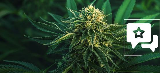 Apple Fritter: Recension och information om cannabissorten
