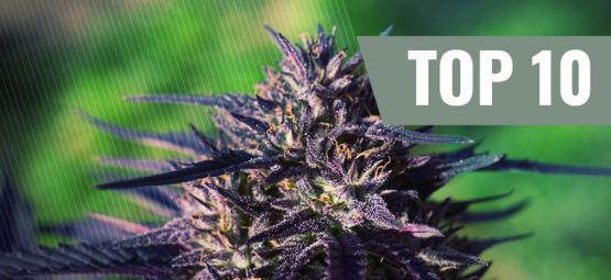 Topp 10 purple cannabissorter [2026]