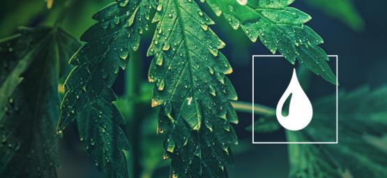 Hur mycket vatten behöver cannabisplantor?