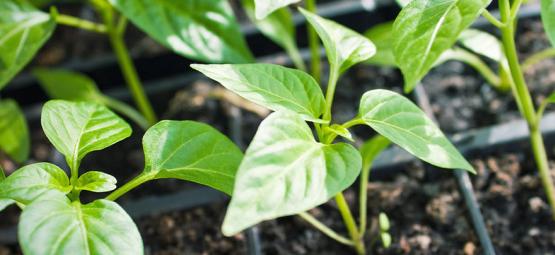 Så odlar du chiliplantor från sticklingar