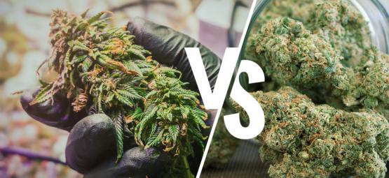 Förstå skillnaden mellan rå och dekarboxylerad cannabis