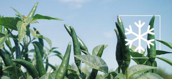 Så övervintrar du chiliplantor