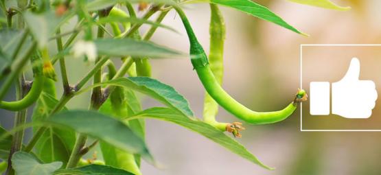 Vilka är fördelarna med heta chilifrukter?