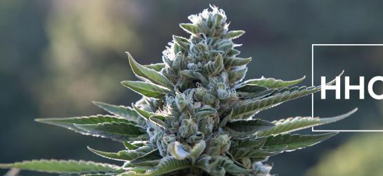 Det här behöver du veta om hexahydrocannabinol (HHC)
