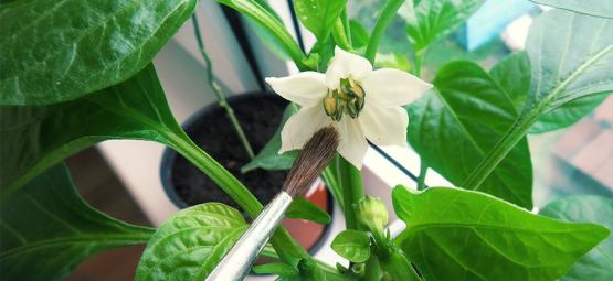 Så handpollinerar du chiliplantor