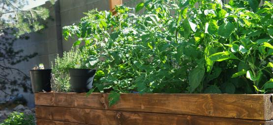 Så bygger du upphöjda odlingsbäddar för chilipeppar