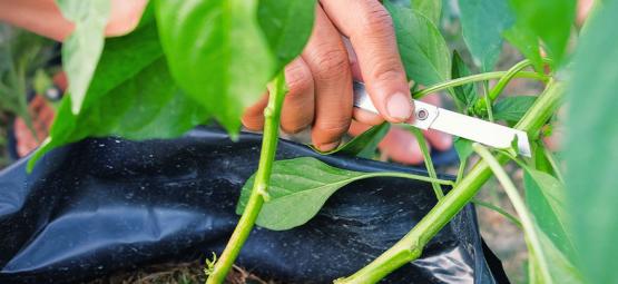 Så beskär du chiliplantor för maximal skörd