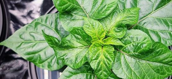 Så odlar du heta chilifrukter med hydroponik