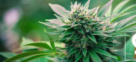 Topp 10 skäl att odla feminiserade cannabisfrön