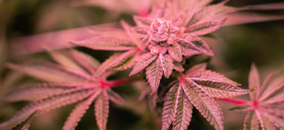 Så åtgärdar du lila och röda cannabisstjälkar