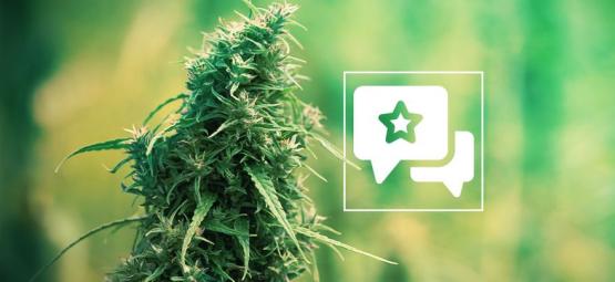 Sour Diesel: Recension och information om cannabissorten