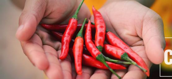 Hur capsaicin kan lindra cannabinoid hyperemesis-syndrom