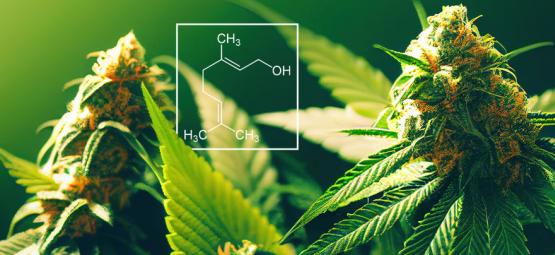 Vad är geraniol i cannabis?