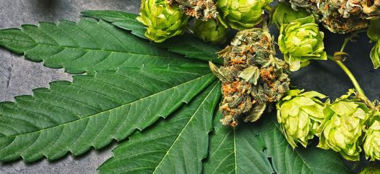 Vad är humulen i cannabis?