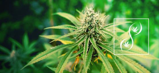 Vad är F1-, F2- och F3-cannabisfrön?