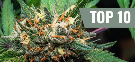 Topp 10 cannabissorter som inte ger dig småätarsugen