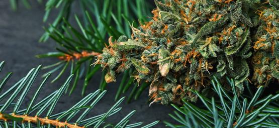 Vad är pinene i cannabis?
