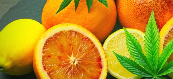 Vad är limonen i cannabis?