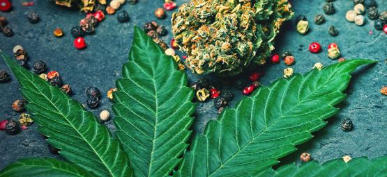 Vad är karyofyllen i cannabis?