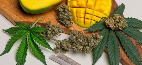 Vad är myrcen i cannabis?