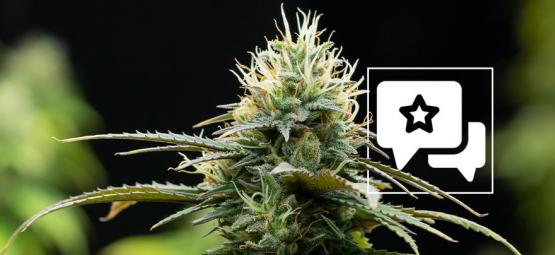 Zamnesia X : Recension och information om cannabissorten