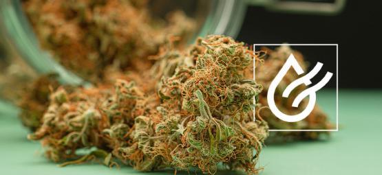 Så torkar du cannabis snabbt och 3 alternativ för våta blommor