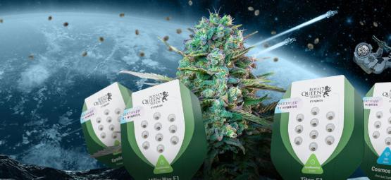 Nya F1-hybrid-cannabisfrön från Royal Queen Seeds