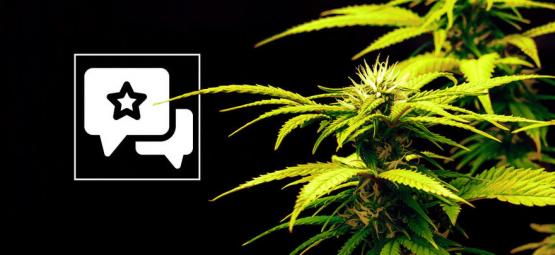 Candy Rain: Recension och information om cannabissorten