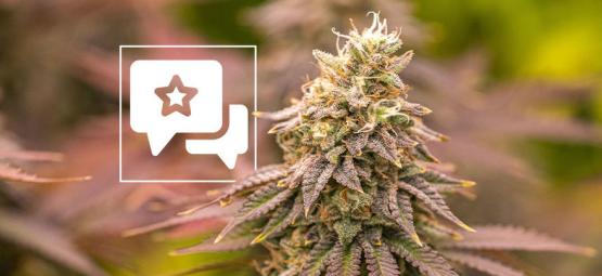 Jealousy: Recension och information om cannabissorten