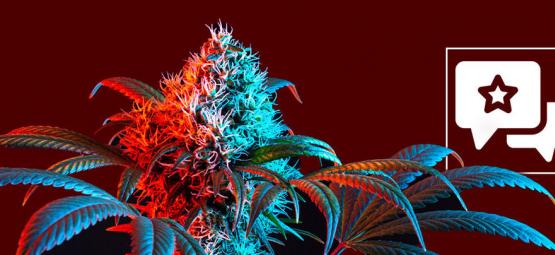 Strawberry Cough: Recension och information om cannabissorten
