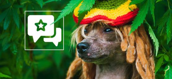 Är passiv cannabisrök skadlig för dina husdjur?